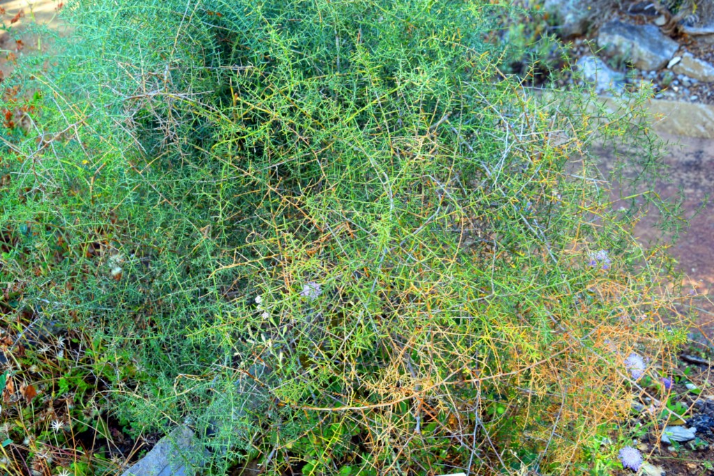 Foto de San Fernando (Cádiz), España