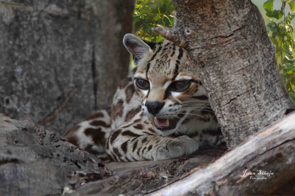 Foto: tigrillo - Alajuela, Costa Rica