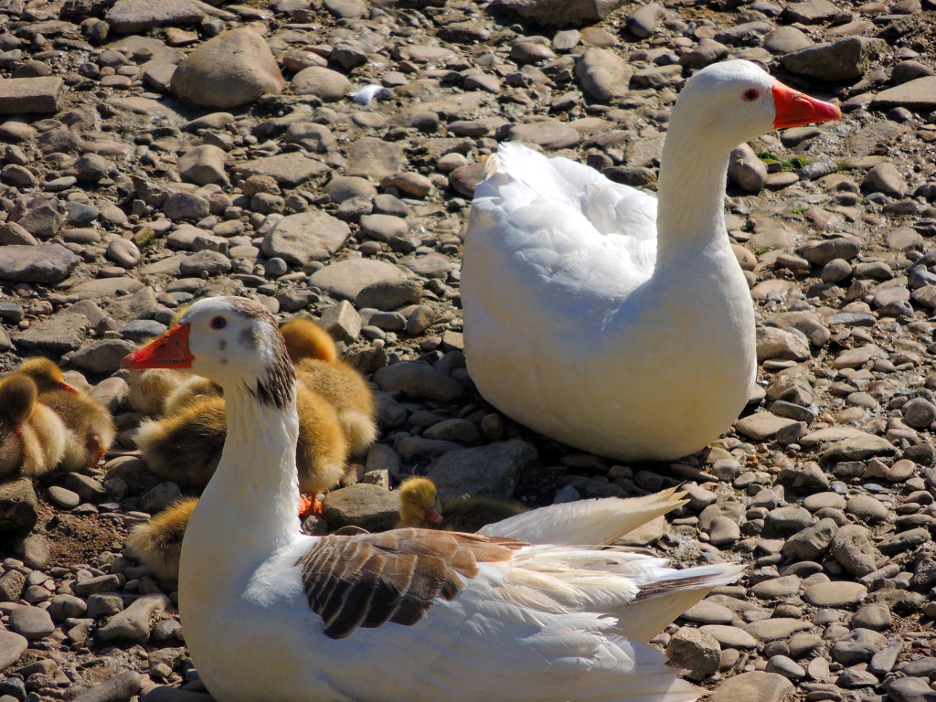 Foto de Puente Genil (Córdoba), España