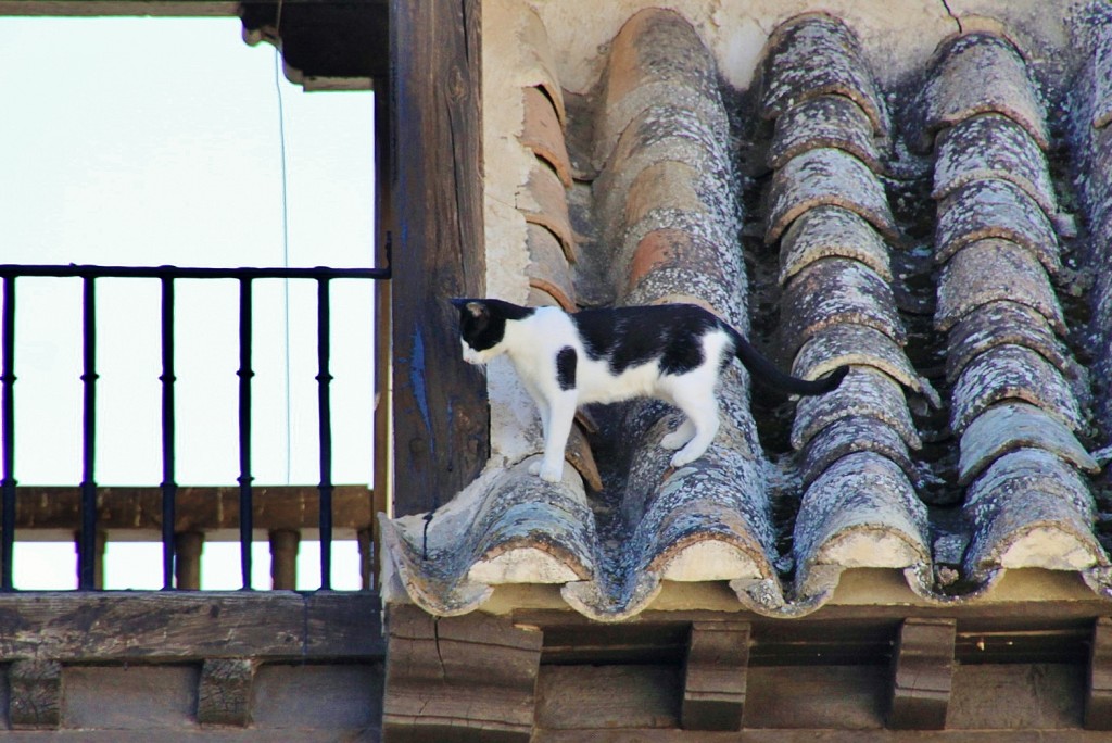 Foto: Gatito - Tembleque (Toledo), España