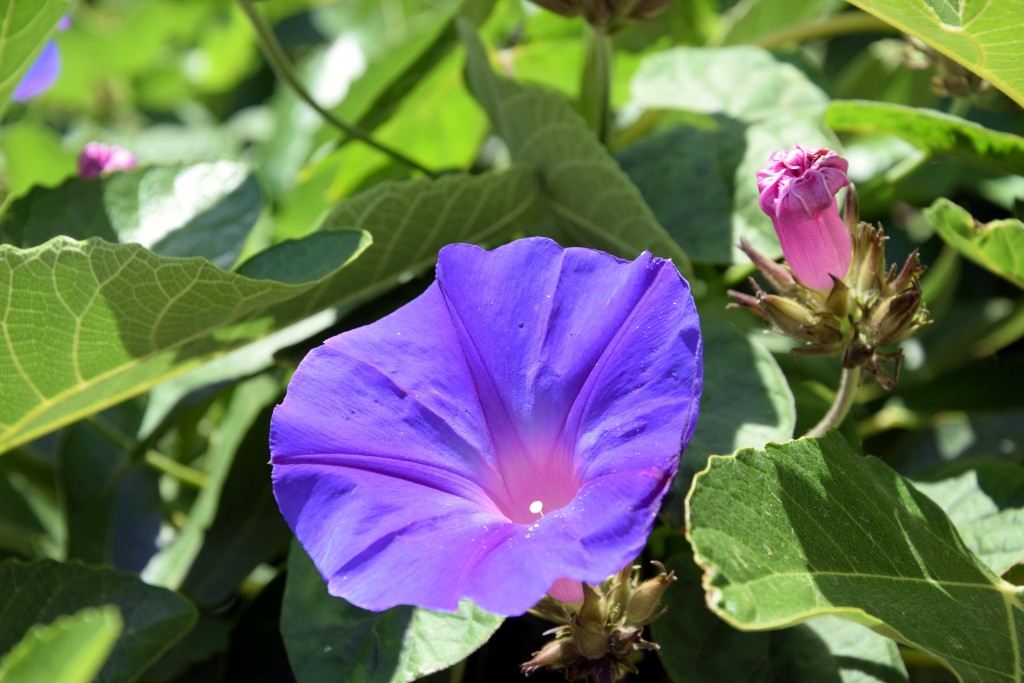 Foto de Facinas (Cádiz), España