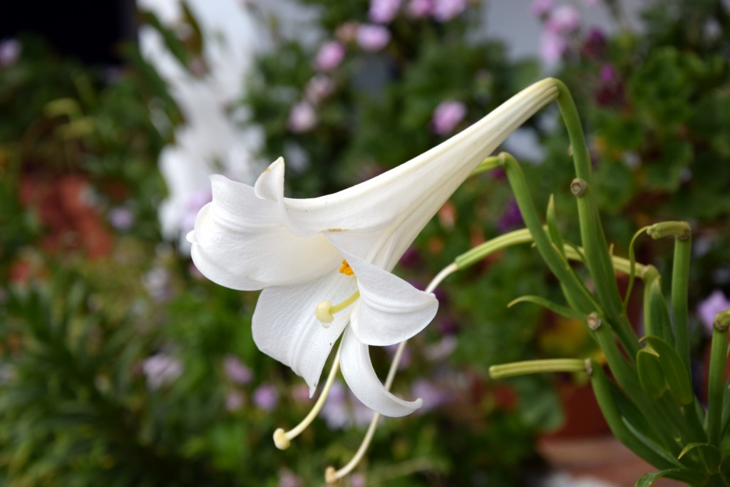 Foto de Facinas (Cádiz), España