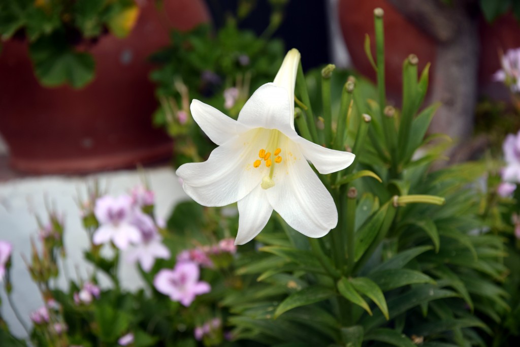 Foto de Facinas (Cádiz), España
