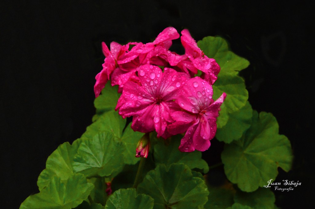 Foto: GeraNIO - Alajuela, Costa Rica