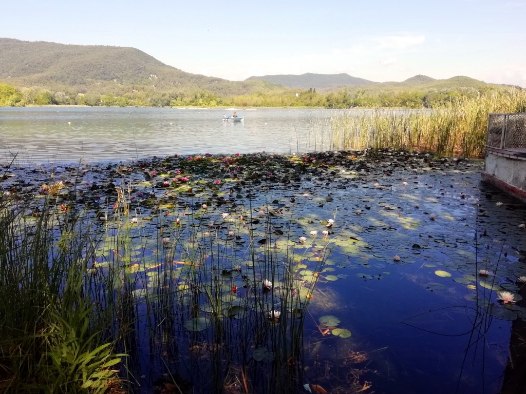 Foto: Loto en el lago - Banyoles (Girona), España