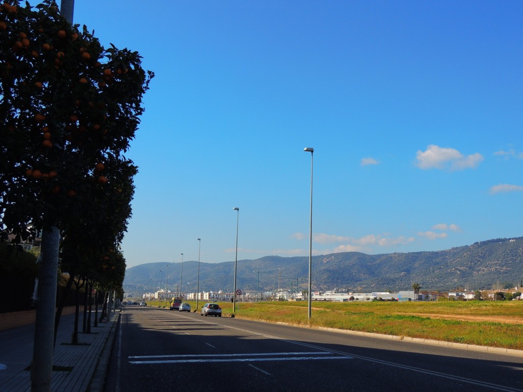 Foto: Avenida de la Arruzafilla - Córdoba (Andalucía), España