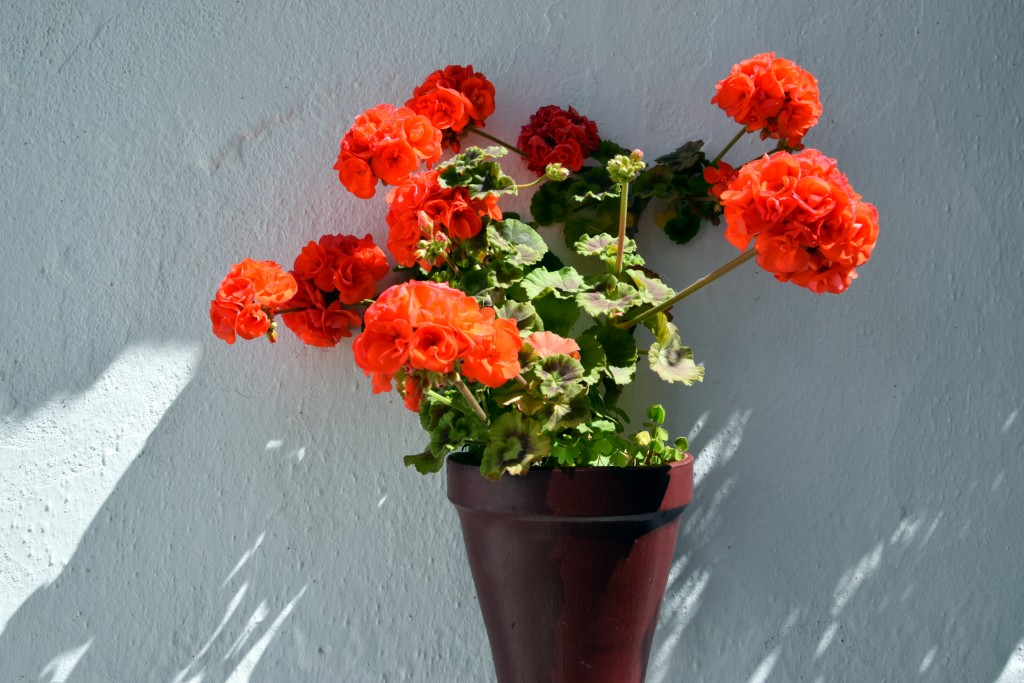 Foto de Algatocín (Málaga), España