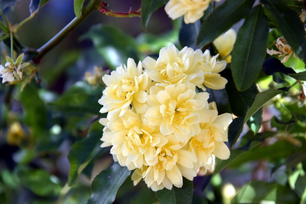 Foto de Algatocín (Málaga), España