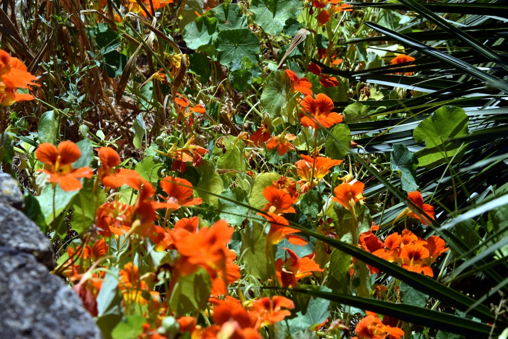 Foto de Castellar de la Frontera (Cádiz), España