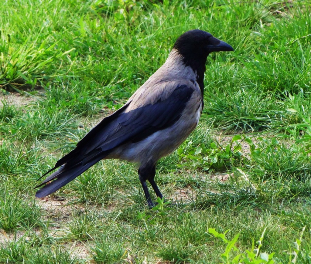 Foto: Promenada Staromiejska - Wrocław (Lower Silesian Voivodeship), Polonia