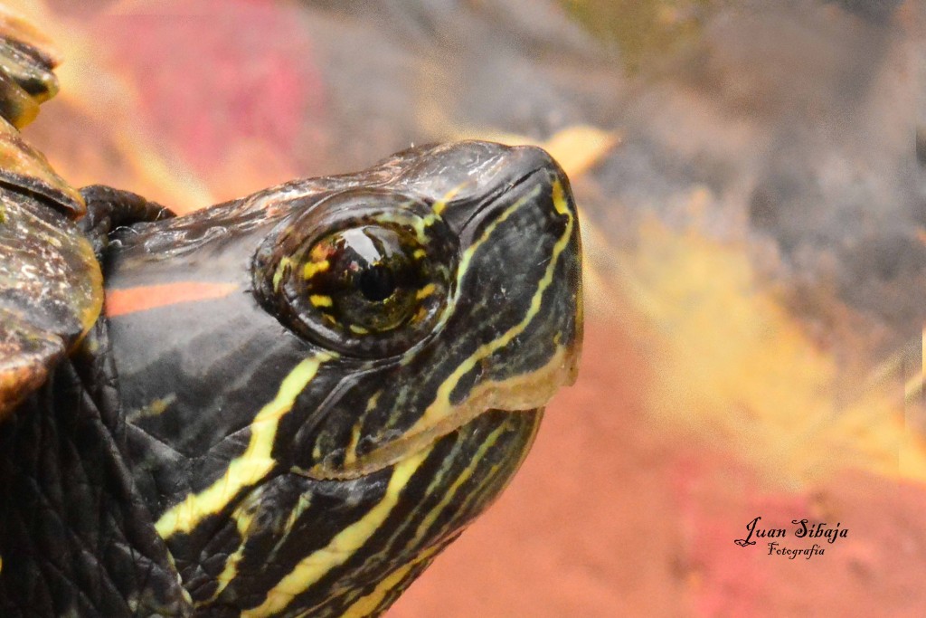 Foto de Alajuela, Costa Rica