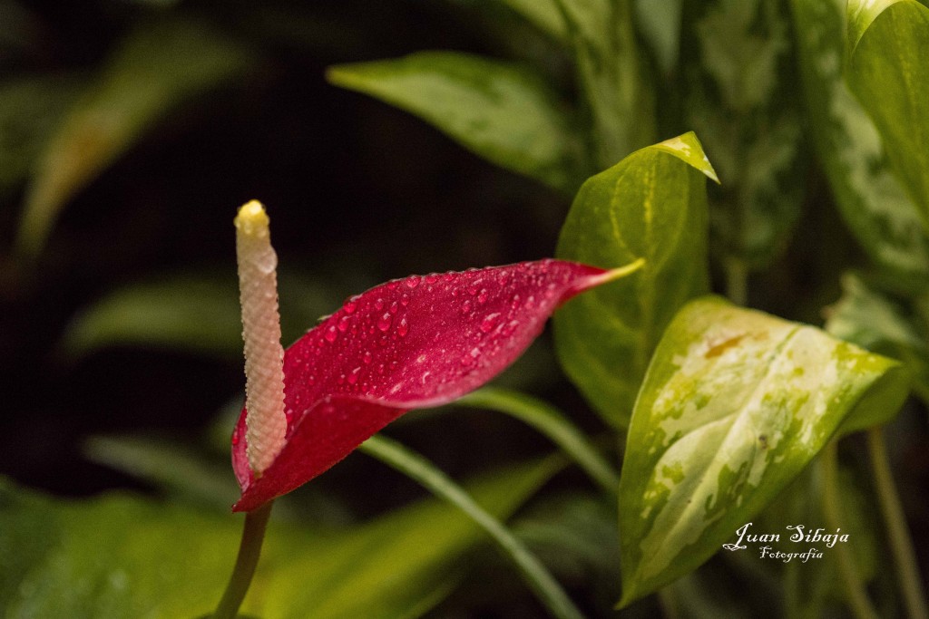 Foto de Alajuela, Costa Rica