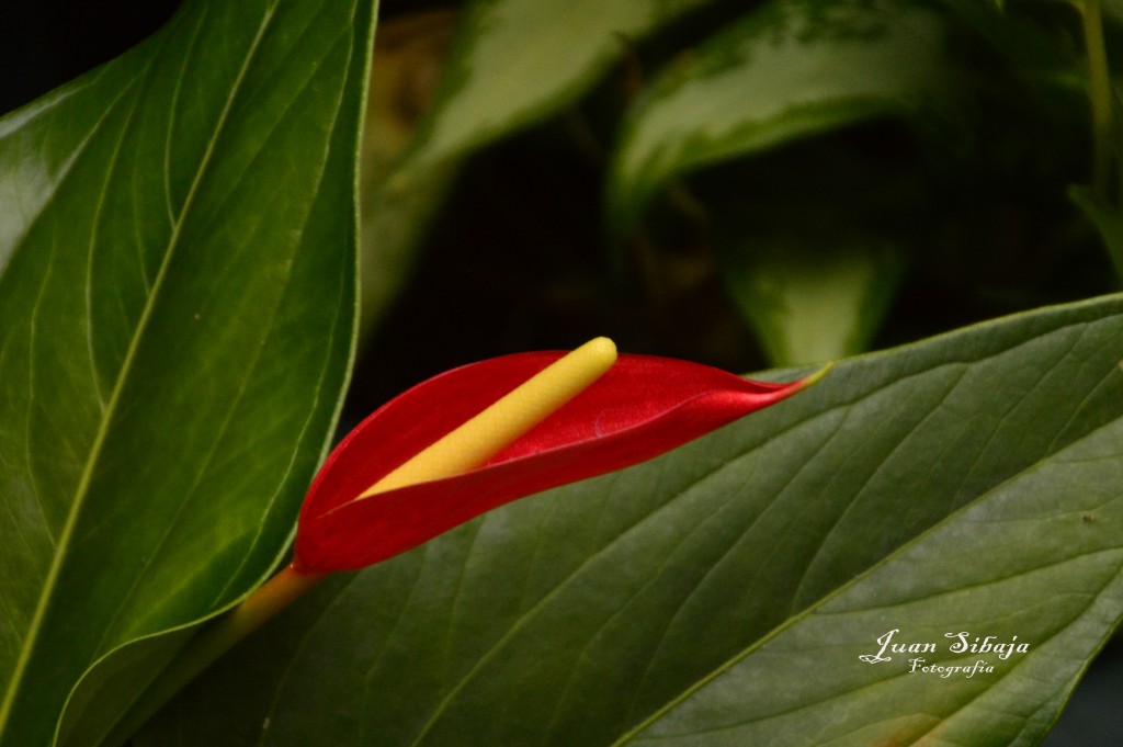 Foto: Anturio - Alajuela, Costa Rica