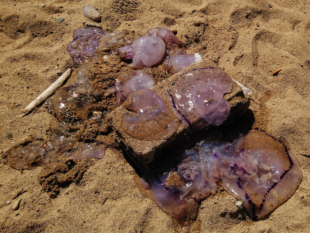 Foto: Barceloneta - Barcelona (Cataluña), España