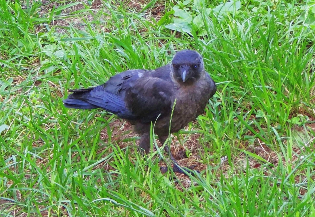 Foto: Fauna autóctona - Malbork (Pomeranian Voivodeship), Polonia