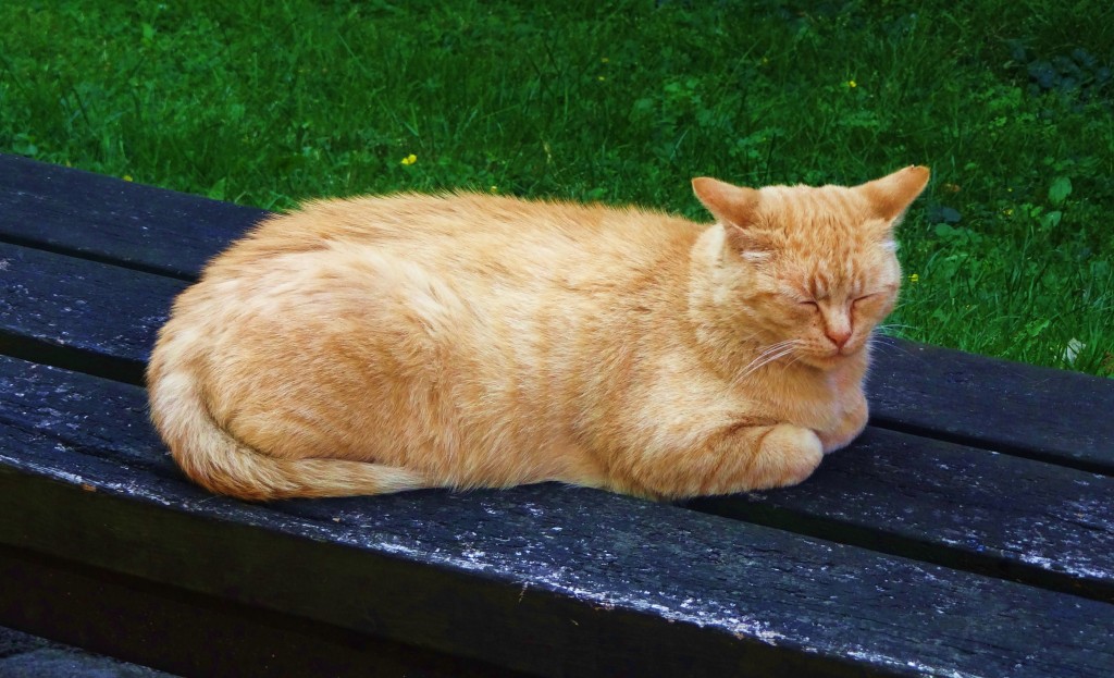 Foto: Zamek w Malborku - Malbork (Pomeranian Voivodeship), Polonia