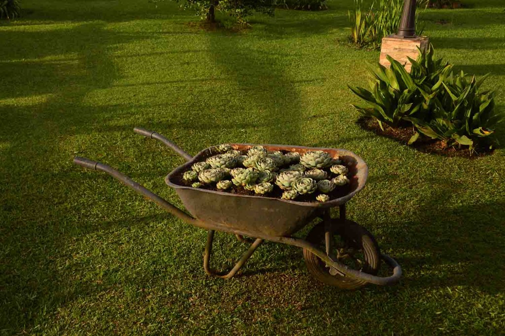 Foto: Carretillo - Alajuela, Costa Rica