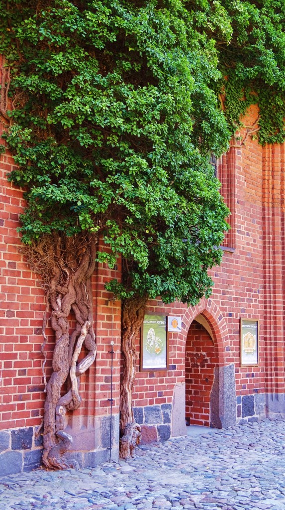Foto: Zamek w Malborku - Malbork (Pomeranian Voivodeship), Polonia