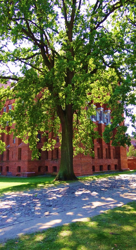 Foto: Zamek w Malborku - Malbork (Pomeranian Voivodeship), Polonia
