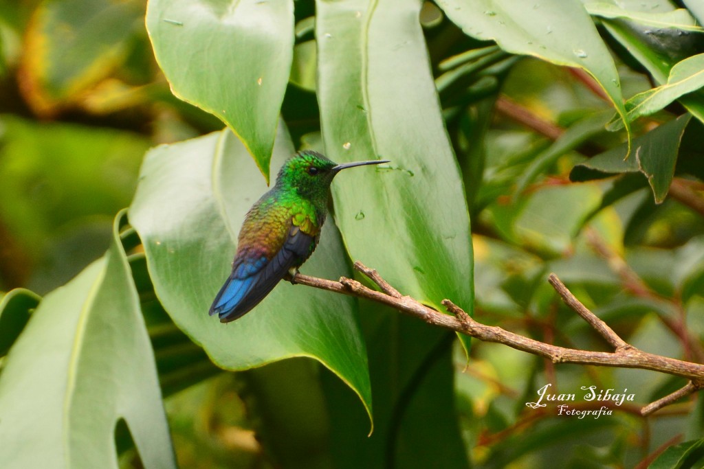 Foto: Colibri - Fraijanes (Alajuela), Costa Rica