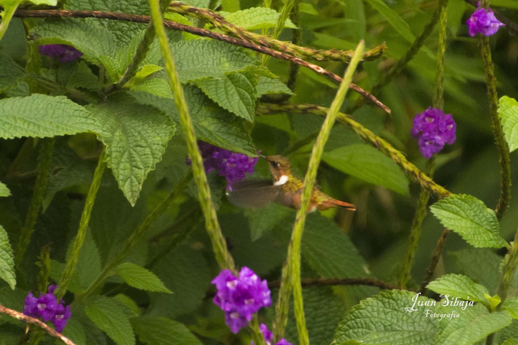 Foto de Fraijanes (Alajuela), Costa Rica