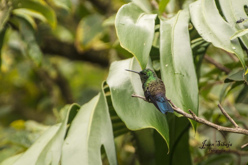 Foto de Fraijanes (Alajuela), Costa Rica
