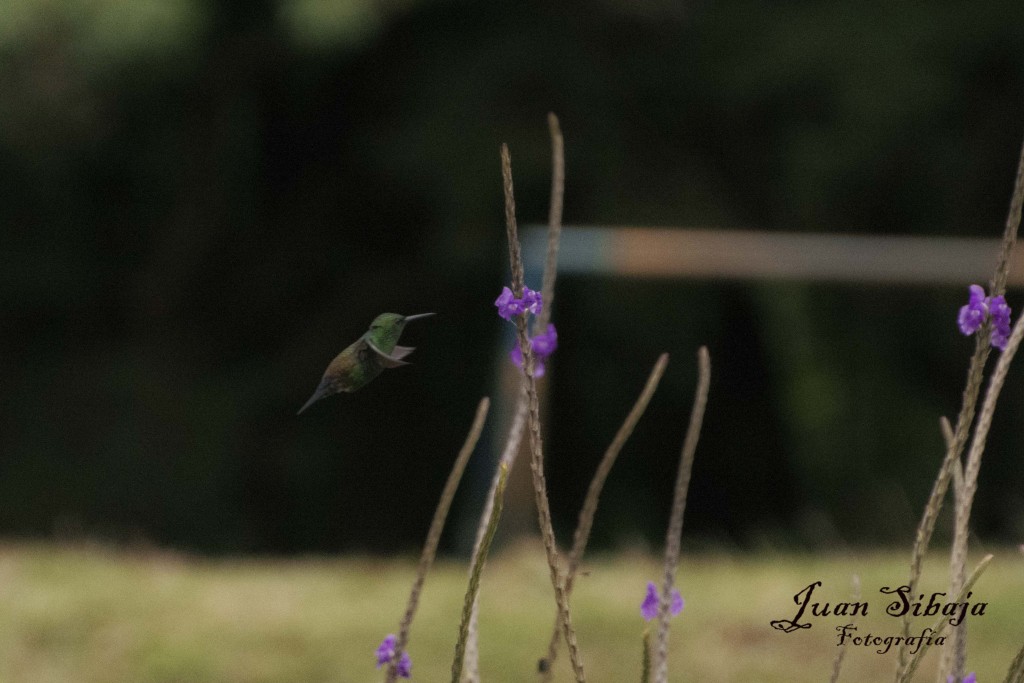 Foto de Fraijanes (Alajuela), Costa Rica