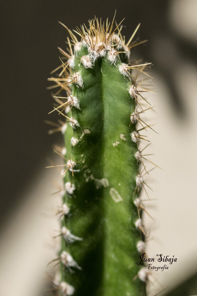 Foto de Alajuela, Costa Rica