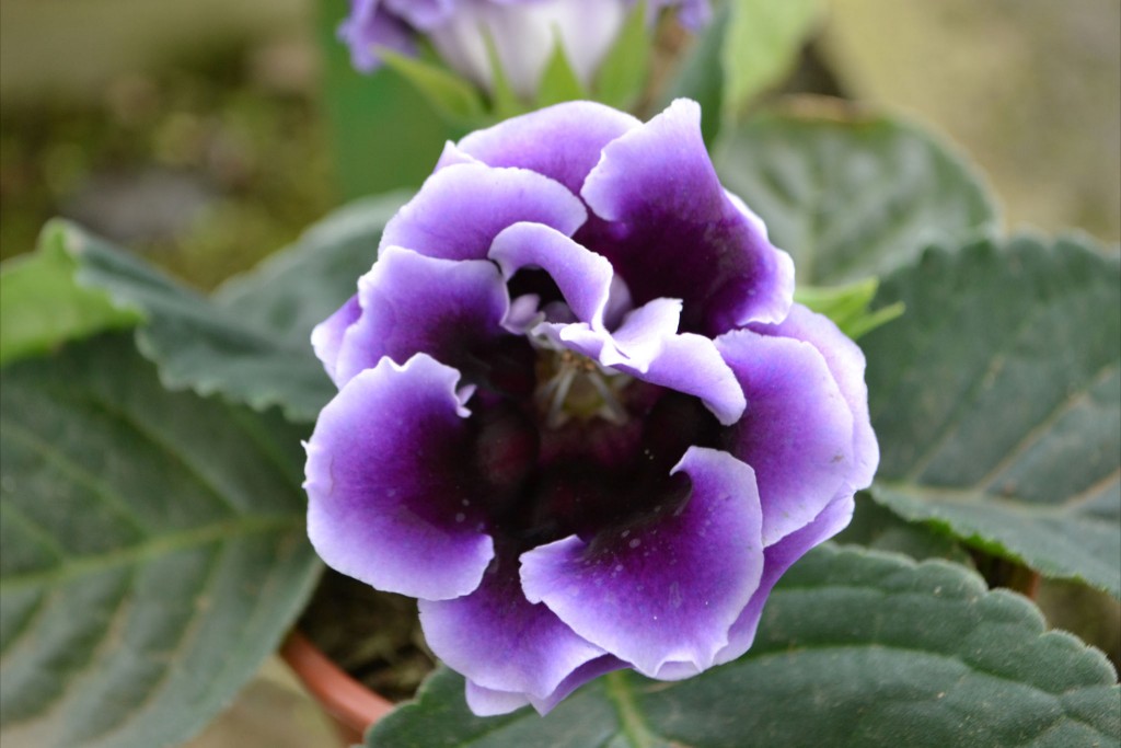 Foto de Alajuela, Costa Rica