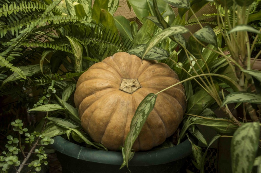 Foto: ayote - Alajuela, Costa Rica