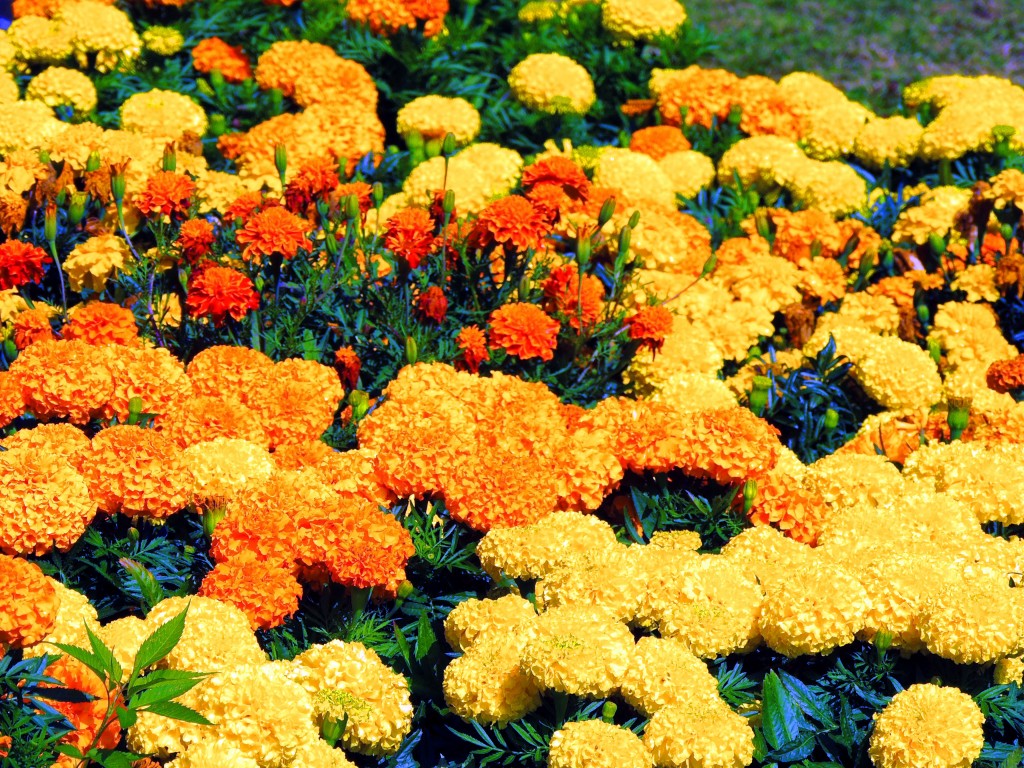 Foto de Allariz (Ourense), España