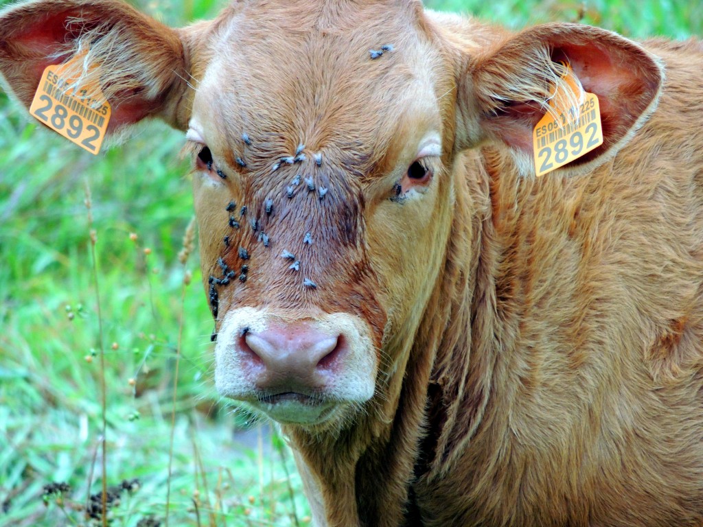 Foto de Castro Caldelas (Ourense), España