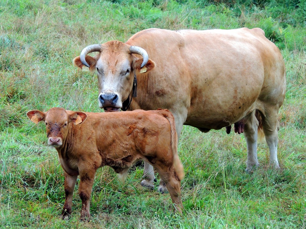 Foto de Castro Caldelas (Ourense), España