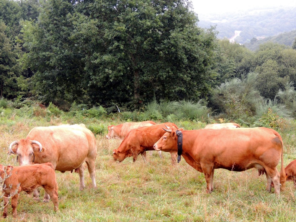 Foto de Castro Caldelas (Ourense), España