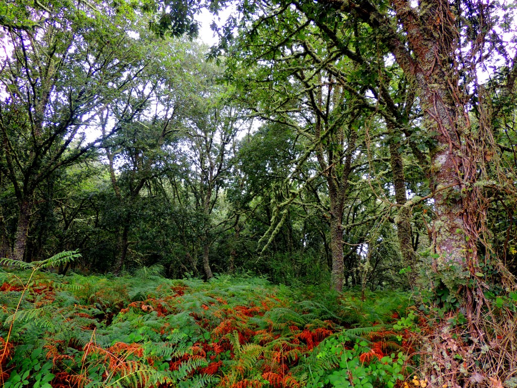 Foto de Castro Caldelas (Ourense), España