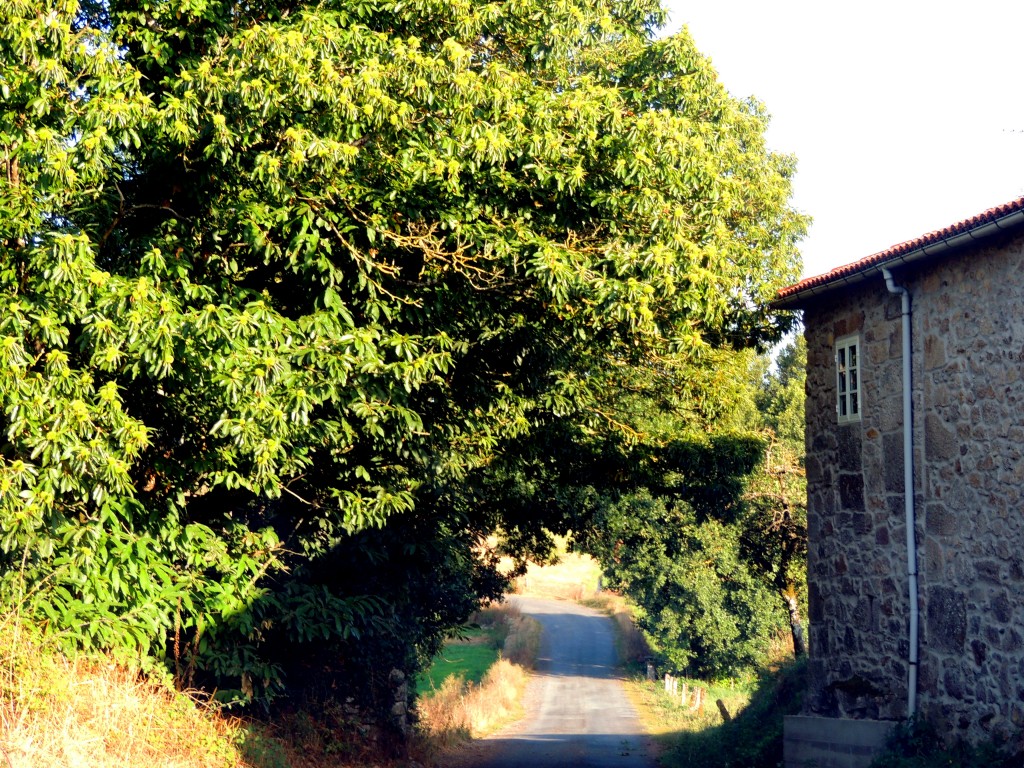 Foto de O Paso (Lugo), España