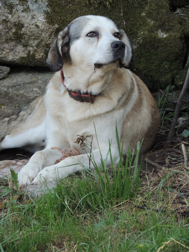 Foto de O Paso (Lugo), España