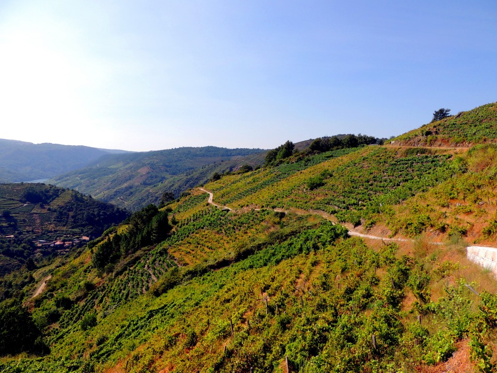 Foto de Rivera Sacra (Ourense), España