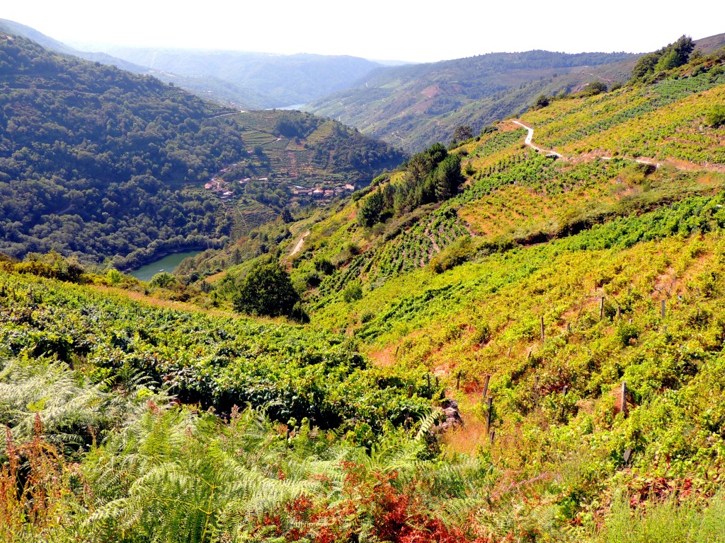 Foto de Rivera Sacra (Ourense), España