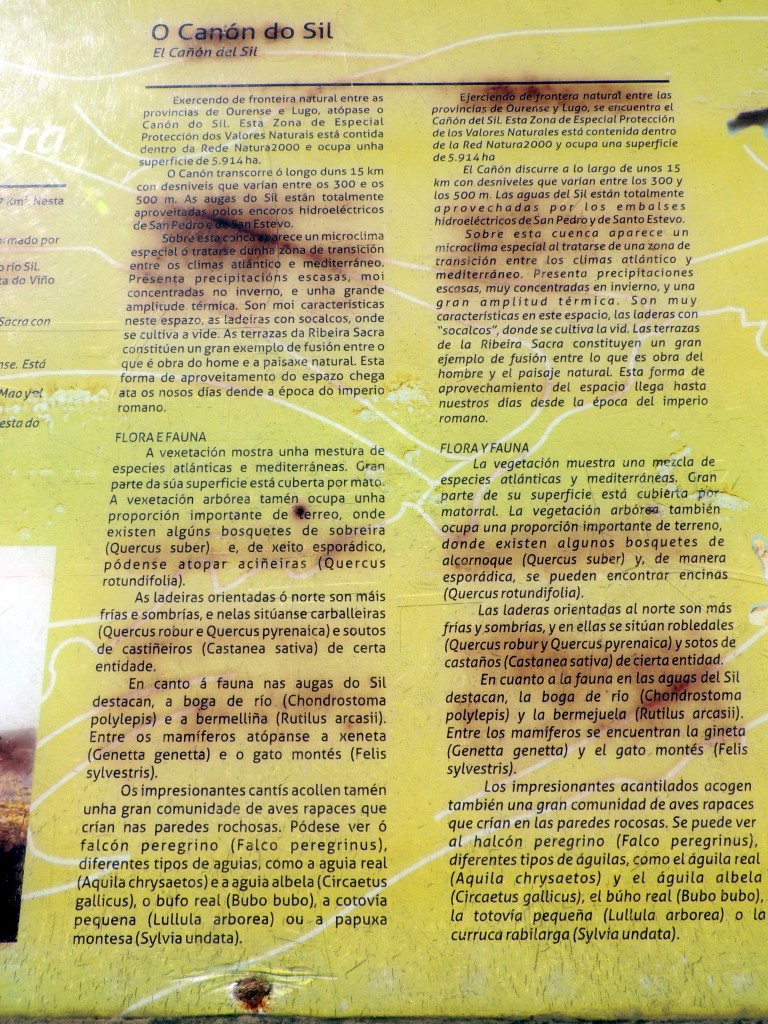 Foto de Rivera Sacra (Ourense), España