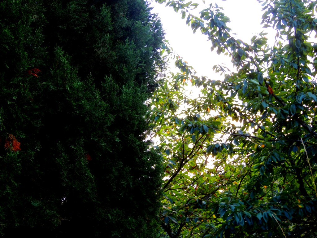 Foto de San Estebo de Rivas de Miño (Lugo), España