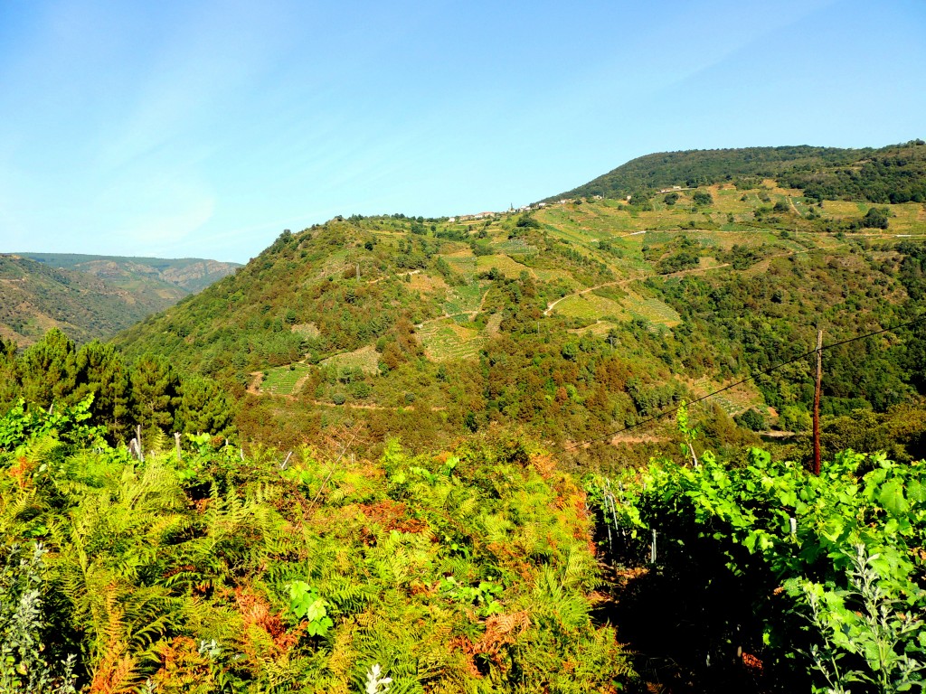 Foto de Rivera Sacra (Ourense), España