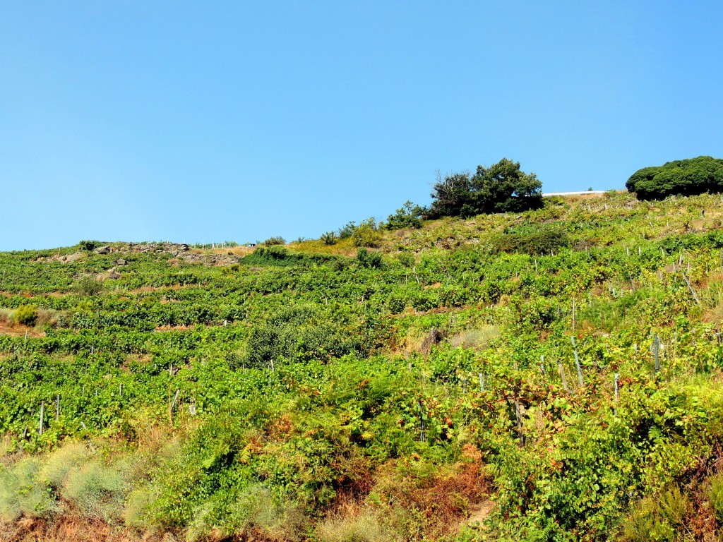 Foto de Rivera Sacra (Ourense), España