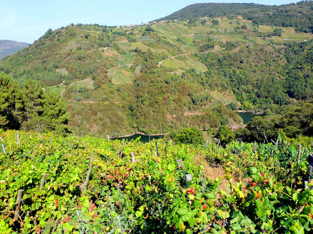 Foto de Rivera Sacra (Ourense), España