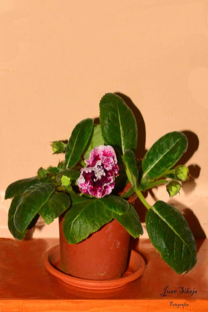 Foto de Alajuela, Costa Rica