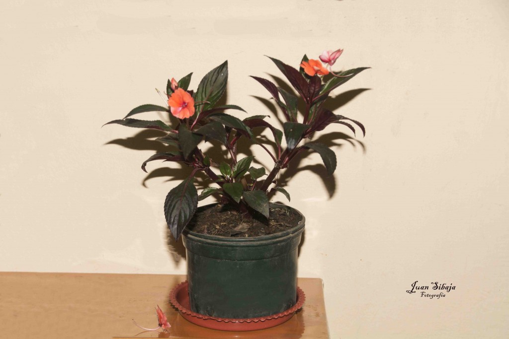 Foto de Alajuela, Costa Rica