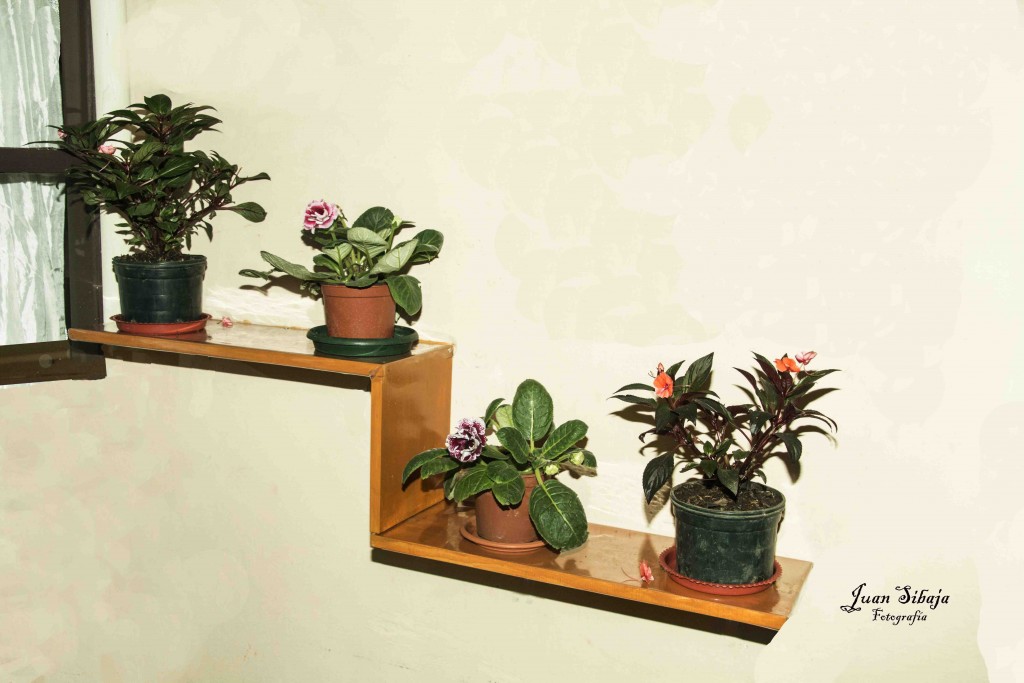 Foto: Planta - Alajuela, Costa Rica