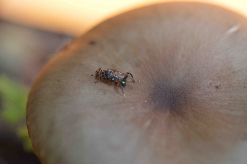 Foto de Alajuela, Costa Rica