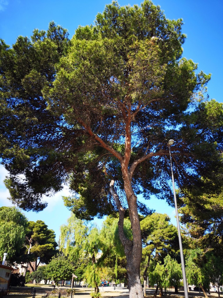 Foto: Centenario - San Fernando (Cádiz), España