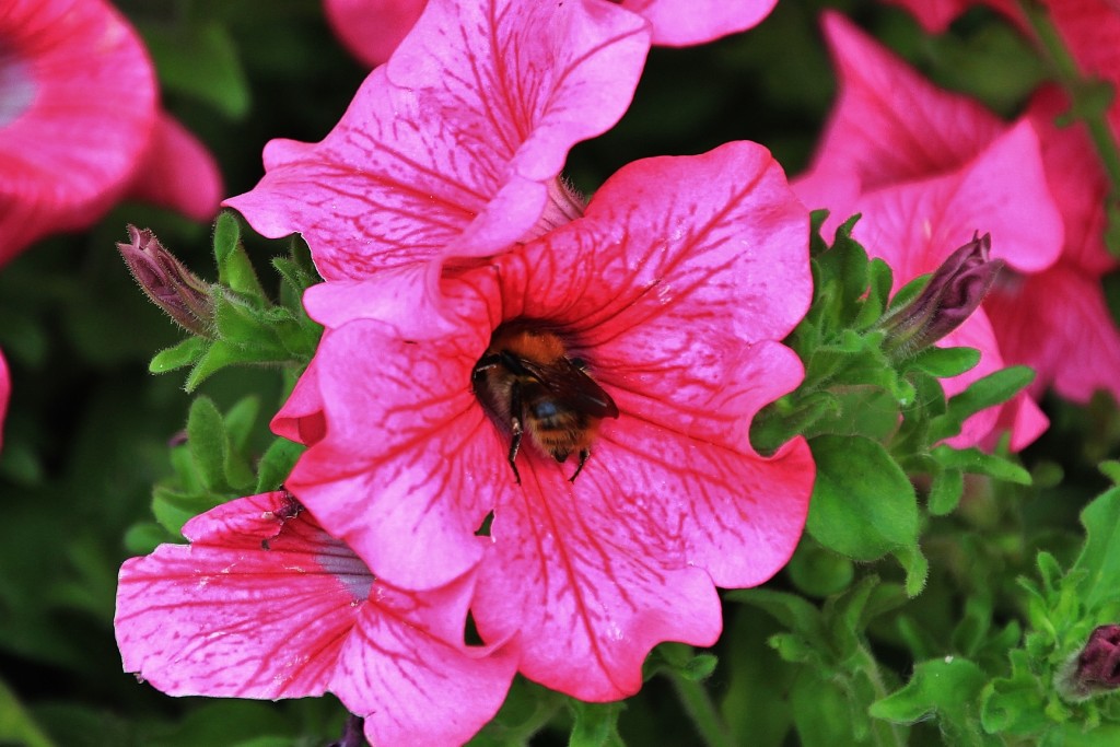 Foto: Abejorro - Santillana del Mar (Cantabria), España